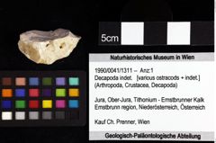 Foto (Objket + Etiketten) von Decapoda indet. 